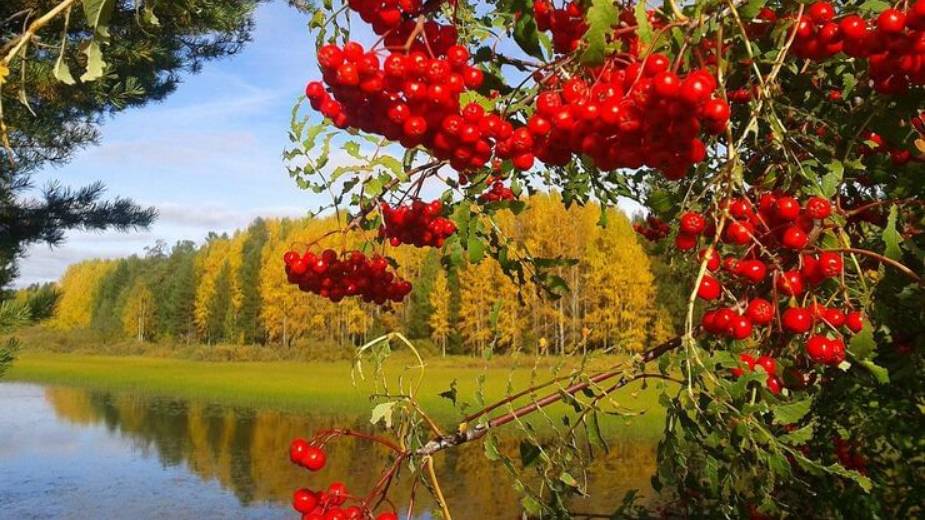 Александр Бороздин Калина