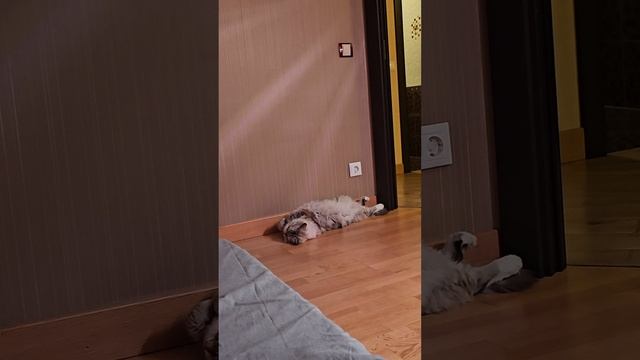 Сёма скоро поедет в детский дом для животных