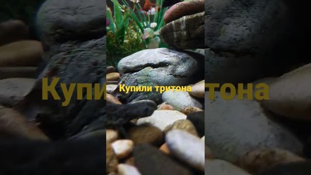 купили тритона