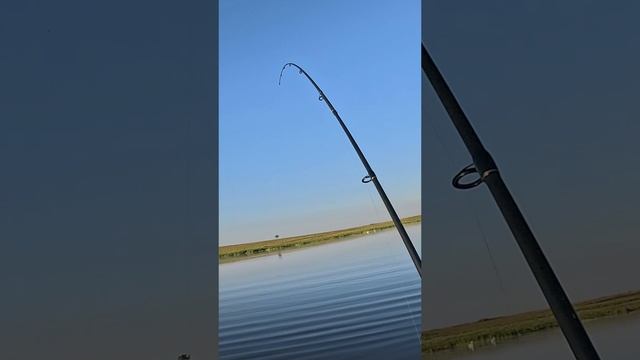 Попался тигр, не думал что в этом пруду могу поймать такого. #рыбалка #fishing #нутыищука #окунь