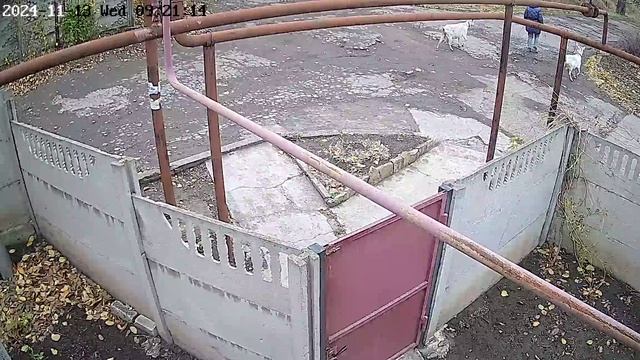 толика козы