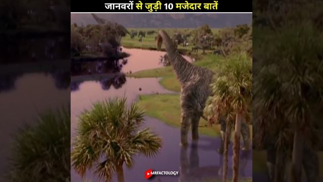 Top 10 Amazing Facts About Animals In Hindi | Amazing Facts | Top 10 Facts #short #shortvideo #fact