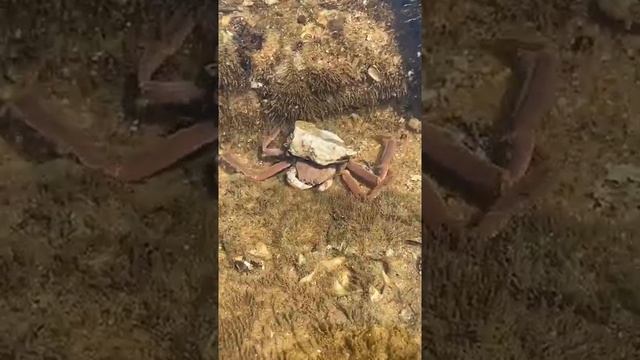 Catching Seafood 🐙🦐🦀[Deep Sea Monster, Catch Shark, Catch Crab] Sea Eye #128