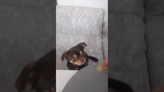 Пёсик Дени и Тима за обедом