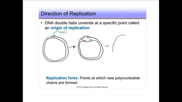 10.1 OriC and Replication forks