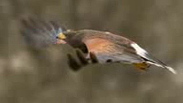 Wildlife Photograpy at Sahara Desert 2014-Tuku Banua