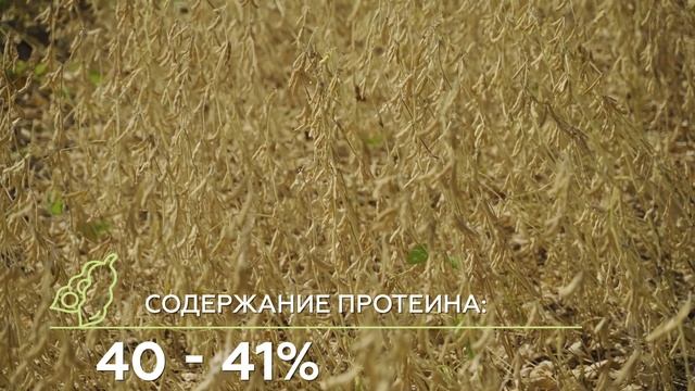 обзор сои сорт Дока