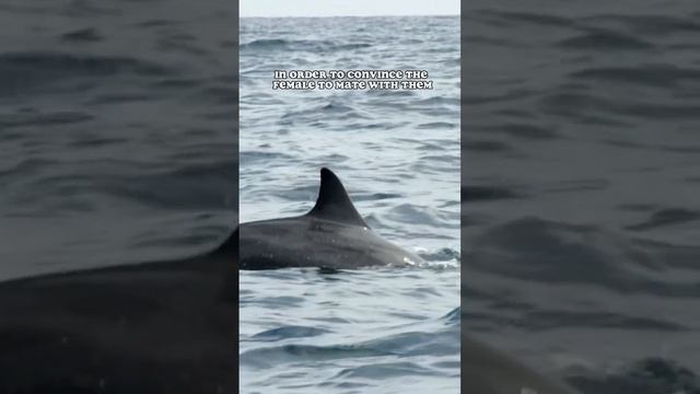 Are Dolphins Evil 😈? #terramatters #dolphin