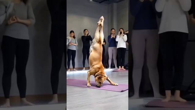 VID_20241113_162232_792.mp4