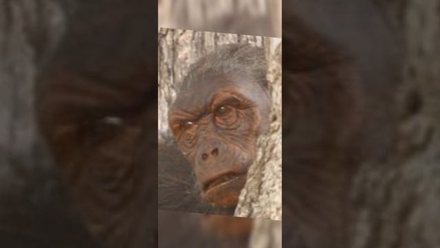 resumiendo la historia del mundo capitulo 1 sahelanthropus tchadensis