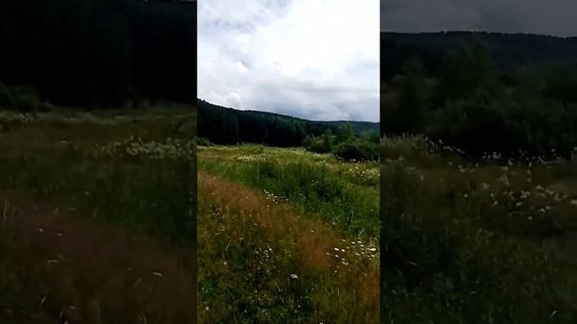 Поехали за опадом, ягоды.
