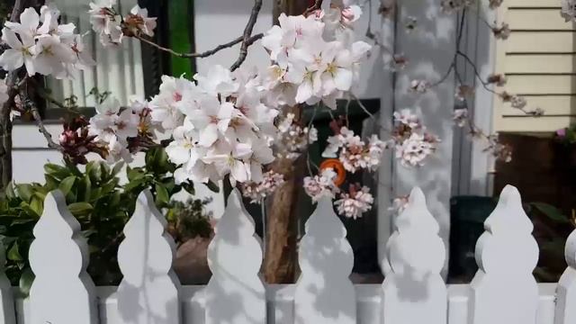 In Bloom