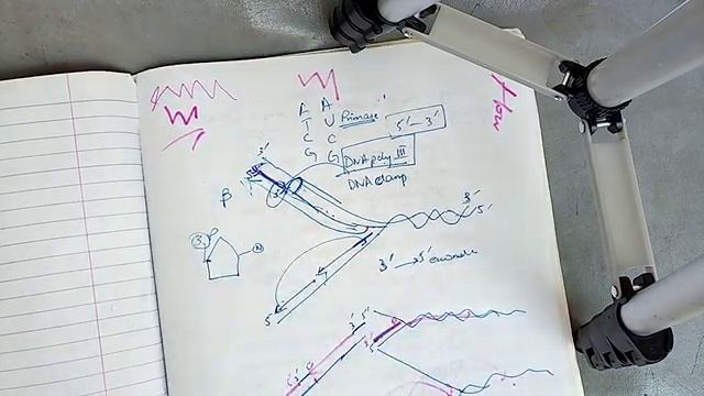 DNA REPLICATION in PROKARYOTES in easiest way part 3