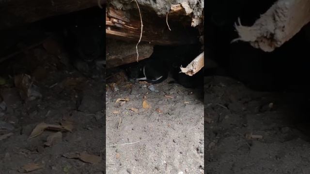 Малыши ищут дом. Воронеж и область!
