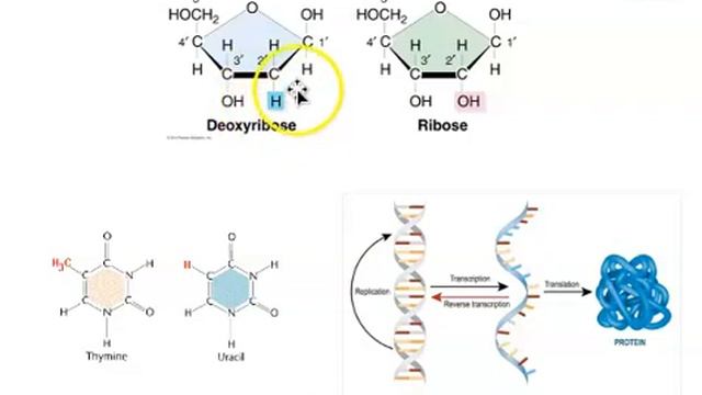 PH240 Genetics: Transcription & Translation #1of4