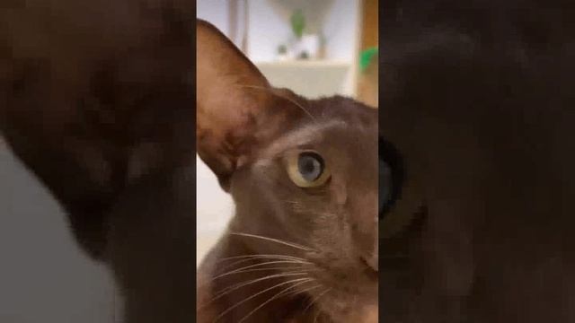 Это очень смешное видео 🤣