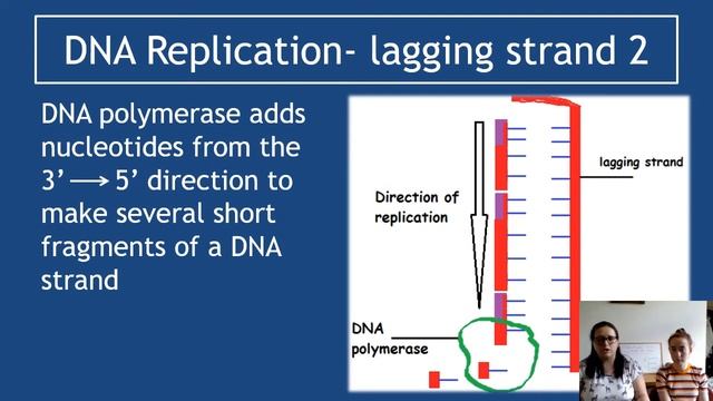 1.2 Structure and Replication of DNA Section 2 DNA Replication