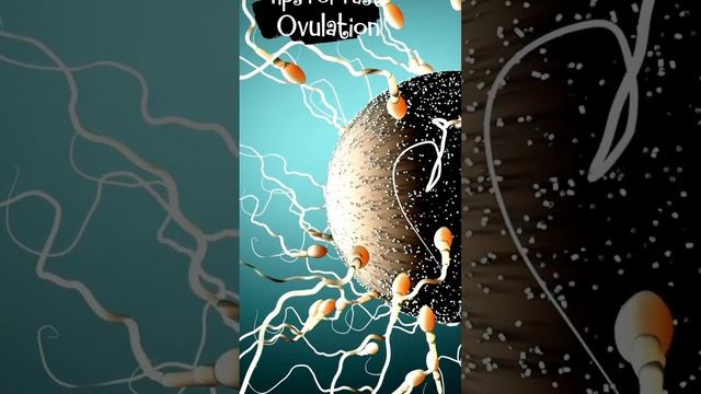 How To Get Pregnant with These Conceive Tips | #bio #education #science #pregnancy #tips #3d #human