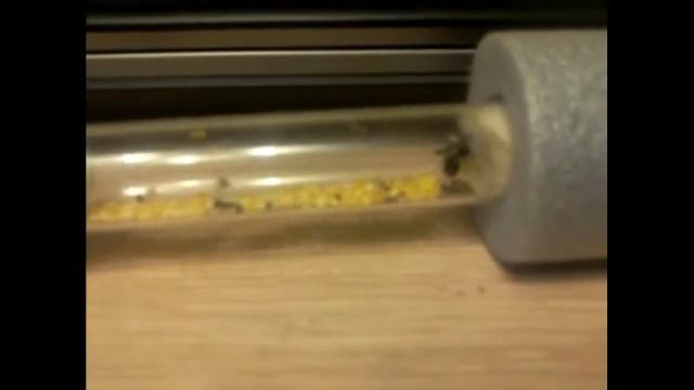 блог: рассказ о mesor aciculatus