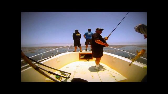kelp action.mp4