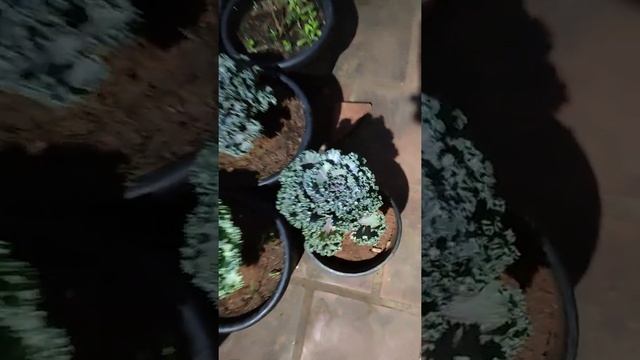 Brassica cabbage