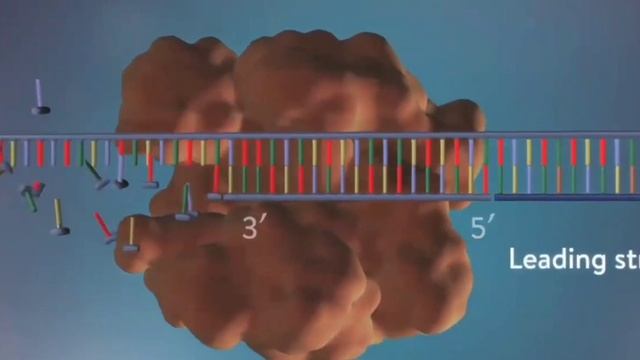 DNA REPLICATION