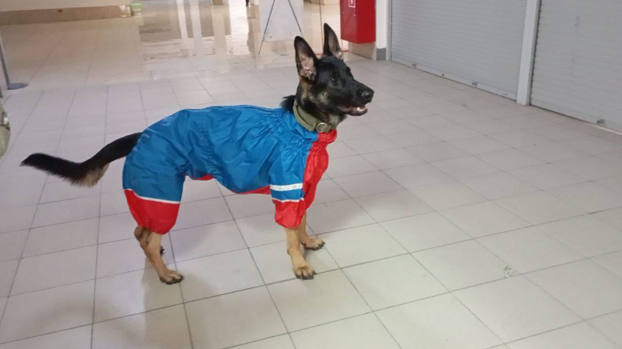 Комбинезон для овчарки