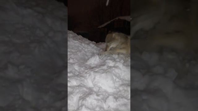 Серый Волк 😊😊😊🐺🐺🐺❤️❤️❤️