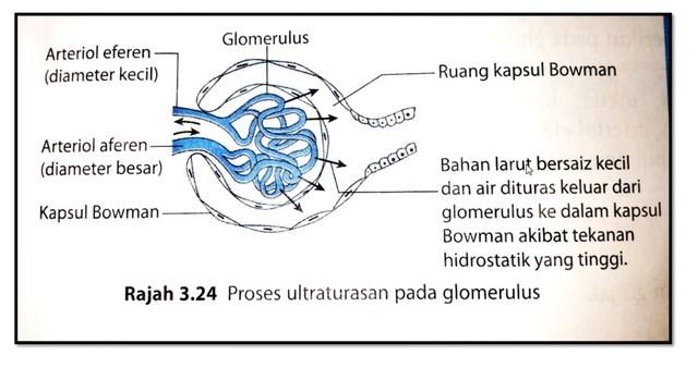 BIOLOGI TINGKATAN 5 : NEFRON. PROSES PEMBENTUKAN AIR KENCING :   ULTRATURASAN, PENYERAPAN SEMULA