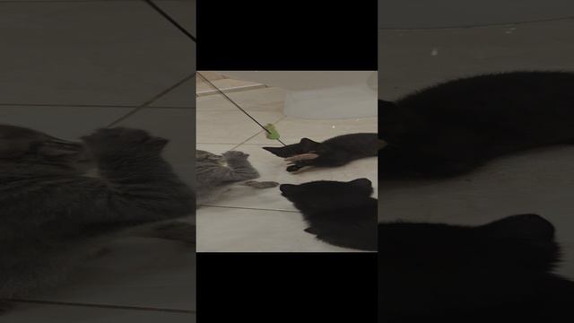 1000051034.mp4