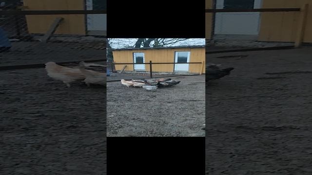 Вечерняя прогулка по хозяйству. Гуси🪿 утки 🦆 куры 🐔 рыжий кот Фокс 🐱