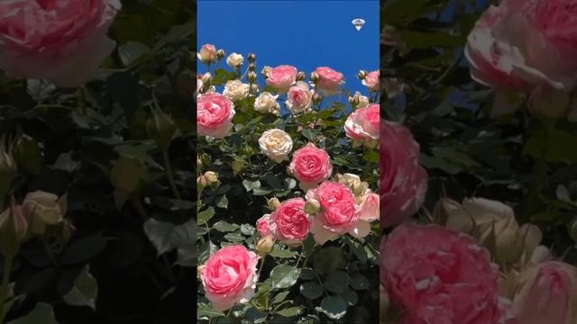 Игорь Наджиев- пусть всегда на земле расцветают цветы