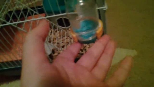 Факты про хомяка