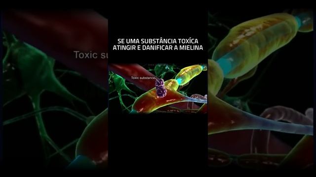 células da glia - oligodendrócitos
