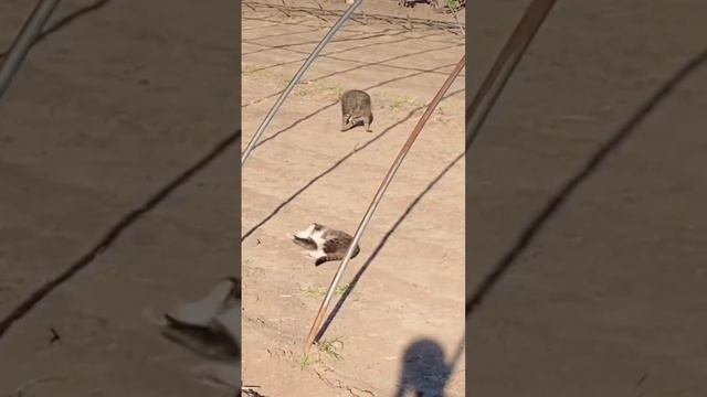 Мгновенное перемирие 😸 🐈