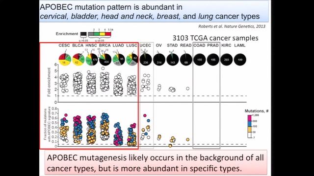 Pan-Cancer Analysis of APOBEC Mutagenesis - Dmitry Gordenin