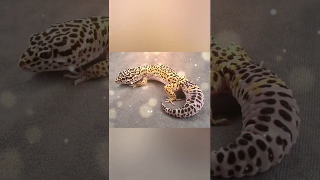 необычные рептилии#рекомендации #petfamily #необычные