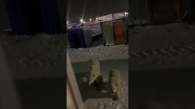 Три белых медведя попытались вломиться к вахтовикам на Ямале и попали на видео