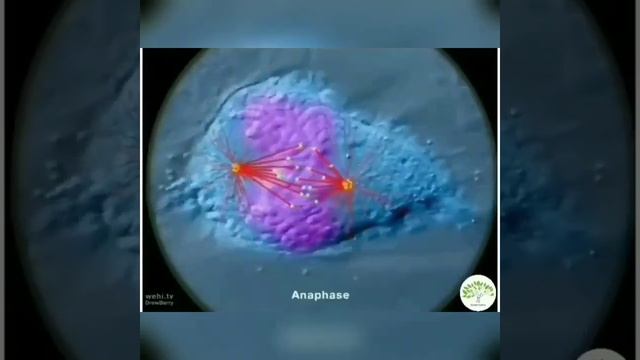 Mitosis