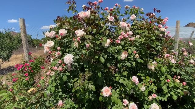 Плетистые Розы, обзор 21 сорта с характеристиками . Питомник Роз Аккиевых.