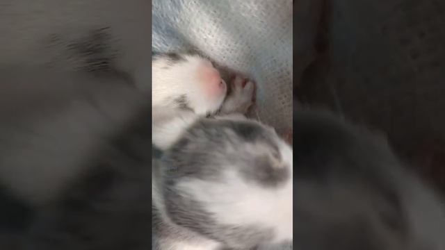 WhatsApp Video 2024-11-12 at 19.11.39