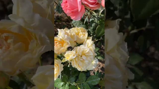 Розочки японской селекции 🥀Каталог rozi-yulii.ru🥀 #розы #саженцыроз #японскиерозы
