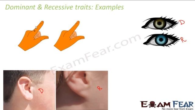 Biology Heredity & evolution part 4 (Dominant & Recessive traits) CBSE class 10 X