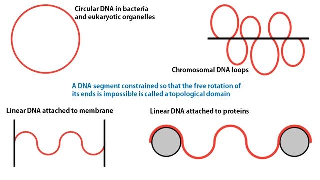 DNA Topology: Linking Number