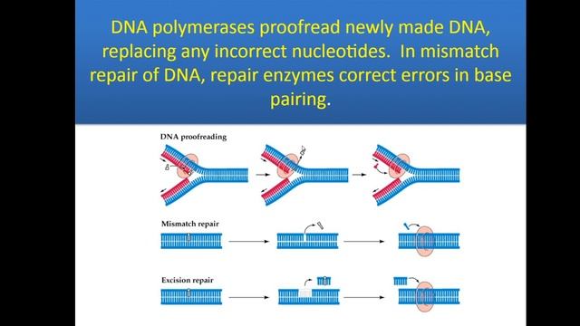DNA Replication Review 5/7