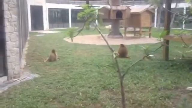И снова обезьяны