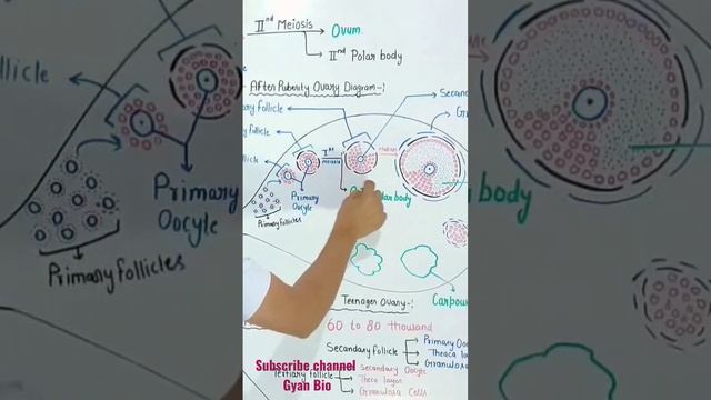 Oogenesis in female