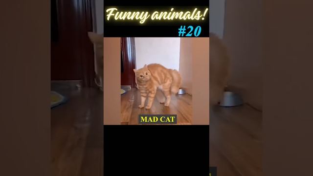 Funny Animals №20. Dog and cat.