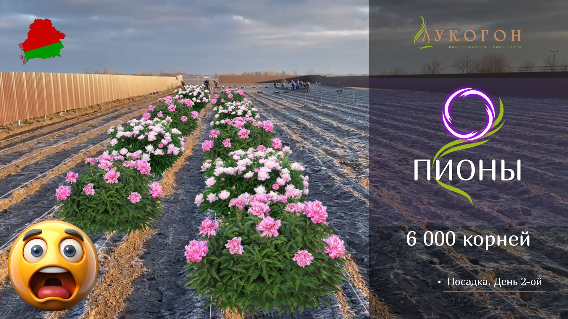 ПОСАДКА ПИОНОВ НА ВЫГОНКУ. Озвучили сорта! ЛУКОГОН (ч.2)