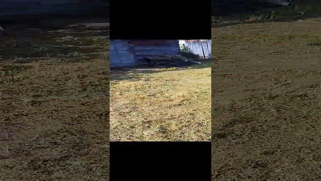 мой дедушка на огороде косил траву бензокасой.и показывал как растёт крыжовник